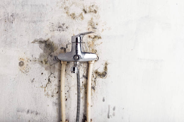 Best Professional Mold Removal  in Melrose Park, IL