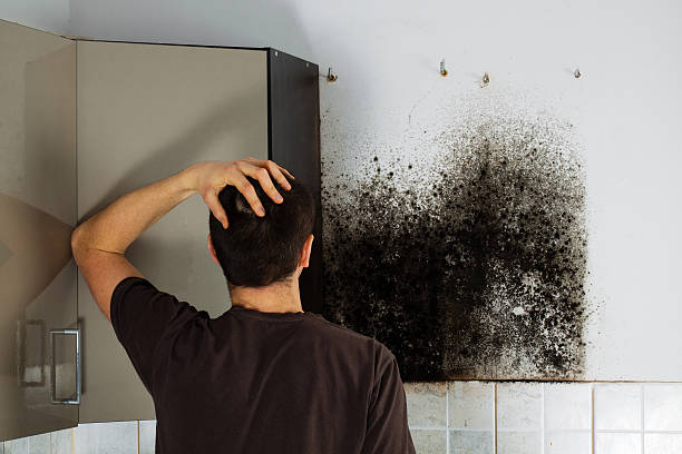 Best Crawl Space Mold Removal  in Melrose Park, IL